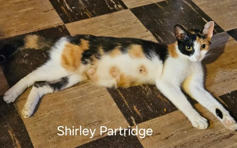A young medium-sized female Domestic Short Hair cat named Shirley Partridge for adoption in Parkville, MD