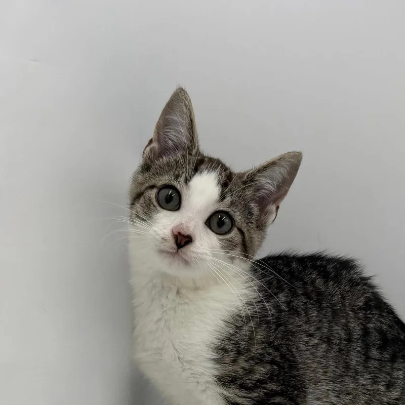 A baby medium-sized male Domestic Short Hair cat named The Noid for adoption in State College, PA