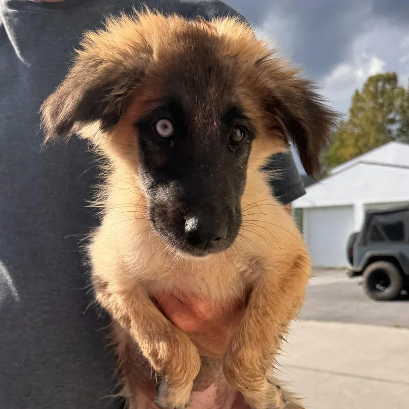 Amur aka SG Pup