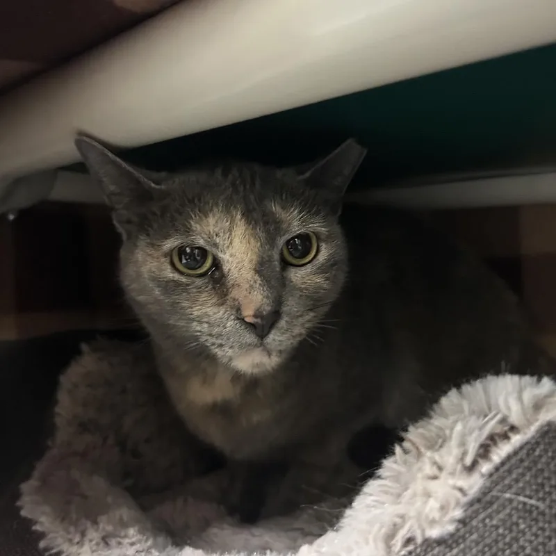 An adult medium-sized female Domestic Short Hair cat named Sonic for adoption in Charlottesville, VA