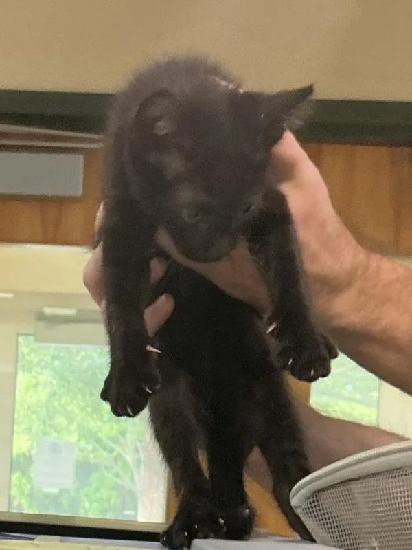 A baby small-sized female Domestic Short Hair cat named Cauli for adoption in Virginia Beach, VA