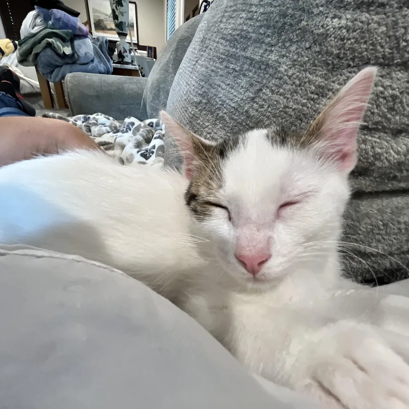 A baby small-sized male White Domestic Short Hair cat named Hemlock for adoption in Huntington, NY