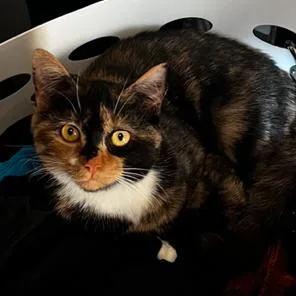 An adult small-sized female Calico Domestic Short Hair cat named River for adoption in Roanoke, VA
