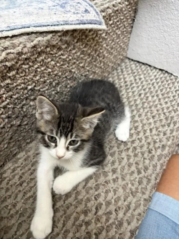 A baby small-sized male Domestic Short Hair cat named Schroeder for adoption in Burbank, CA