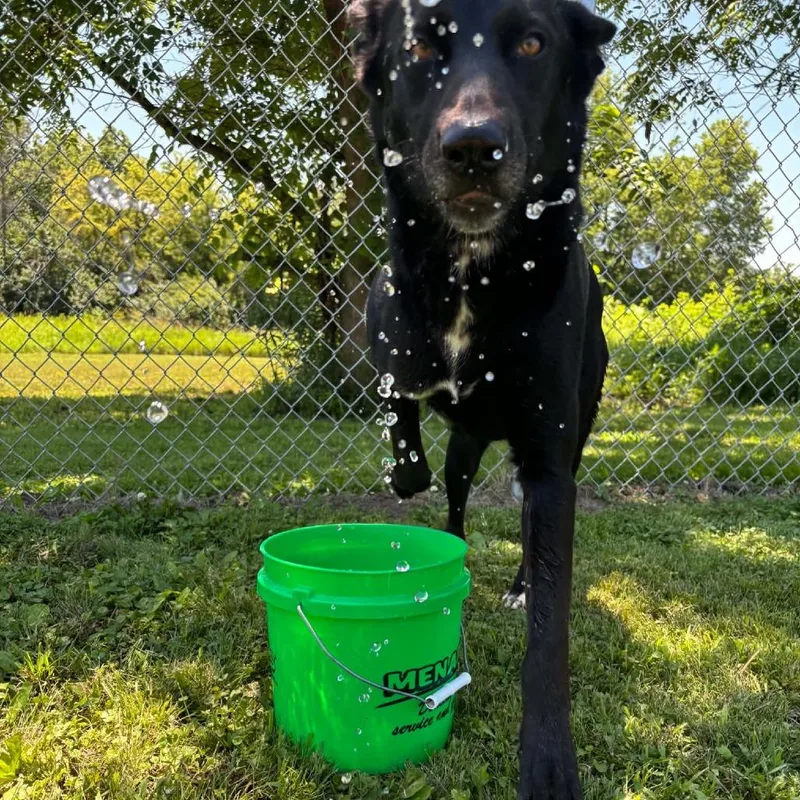 An adult medium-sized female Black Labrador Retriever dog named Molly for adoption in Marshalltown, IA