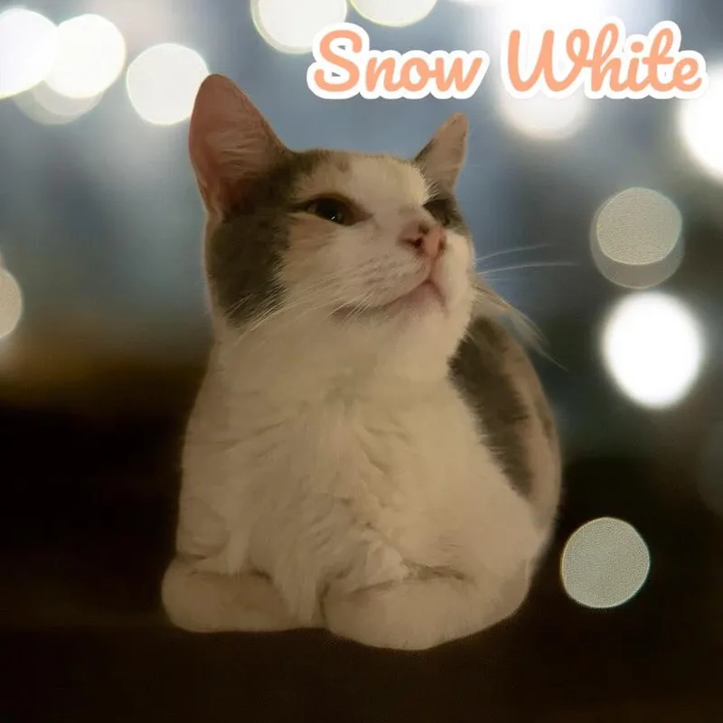 Snow White  Nj thumbnail 5