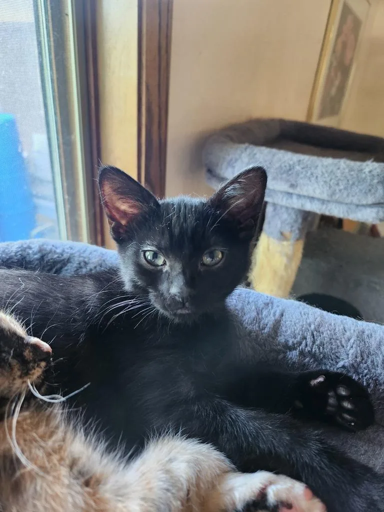 A baby medium-sized female Domestic Short Hair cat named Nitro for adoption in Minneapolis, MN