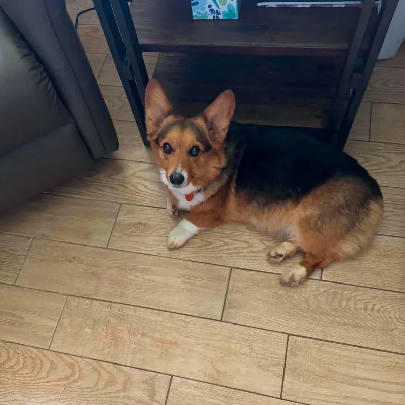 Daisy Mae