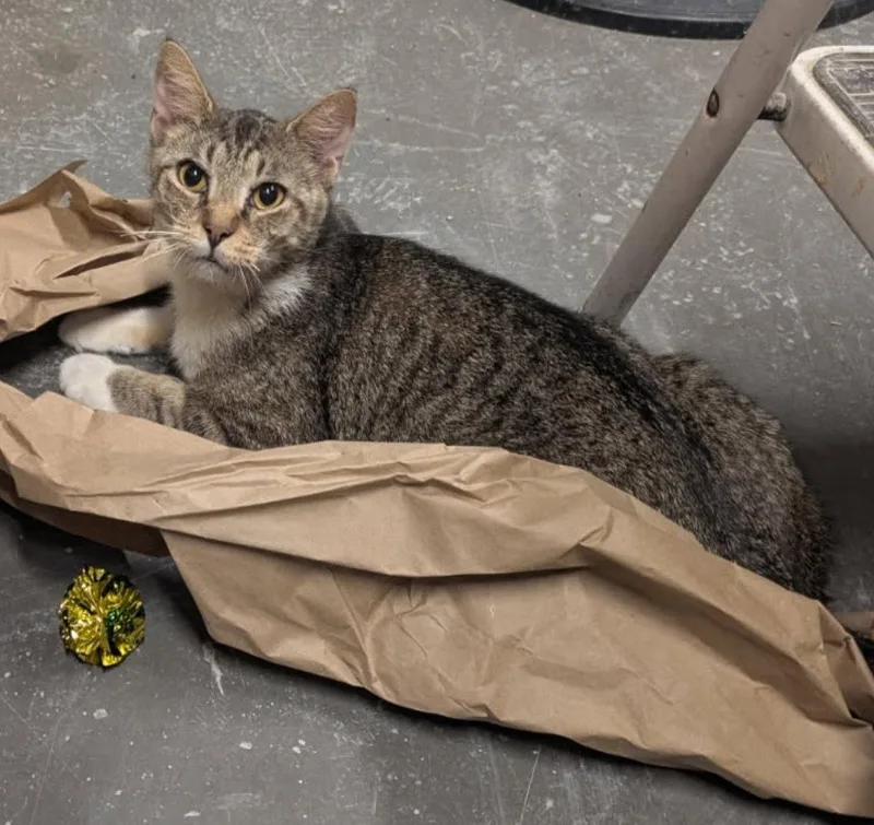 An adult medium-sized male Domestic Short Hair cat named Lazarusbonded for adoption in Herndon, VA