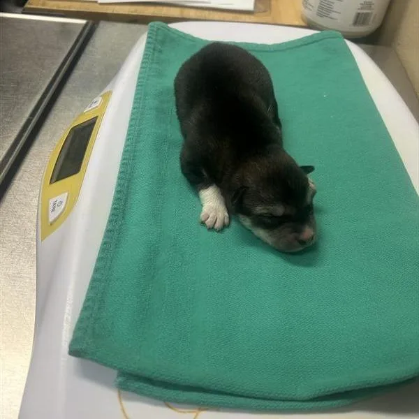 A baby small-sized male Brown / Chocolate Husky dog named Wolfe for adoption in Tacoma, WA