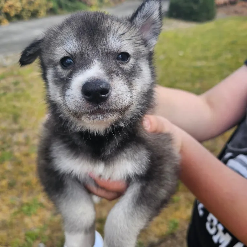 Wolfe thumbnail 2