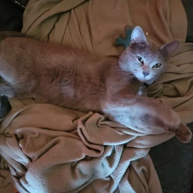 Gandalf The Grey thumbnail 2