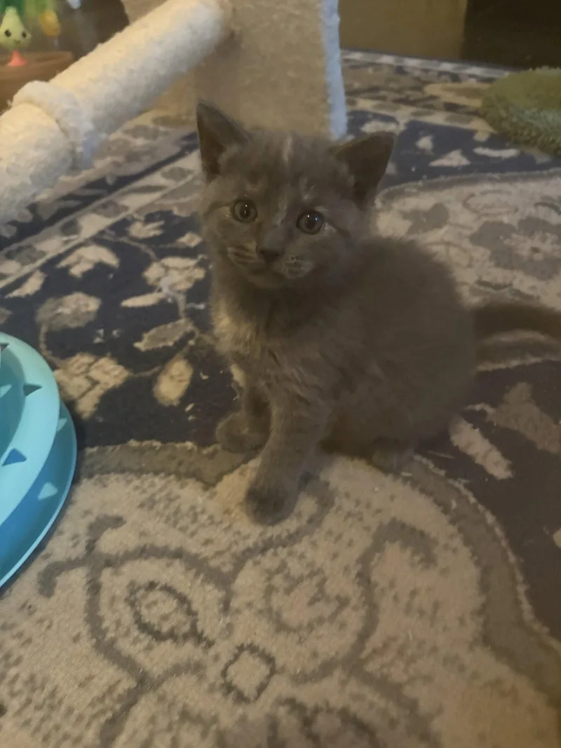 A baby medium-sized female Gray / Blue / Silver Tortoiseshell cat named Nancy for adoption in Buford, GA