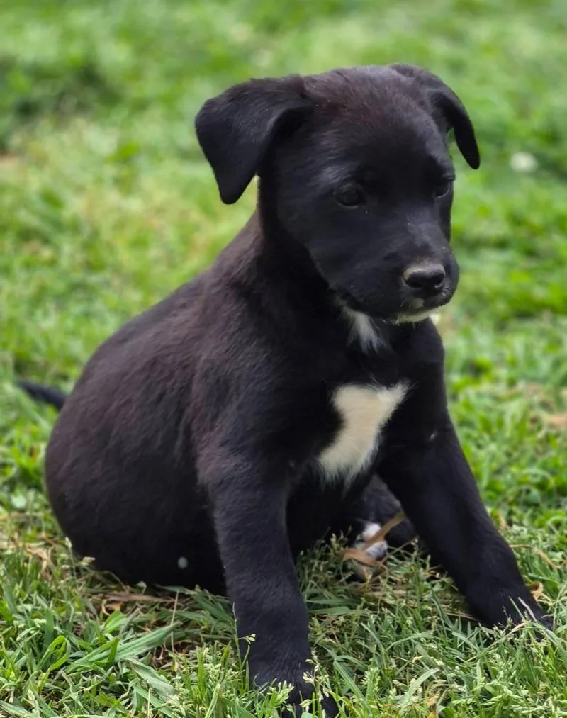 A baby medium-sized female Mixed Breed dog named Myrtle for adoption in Fond Du Lac, WI