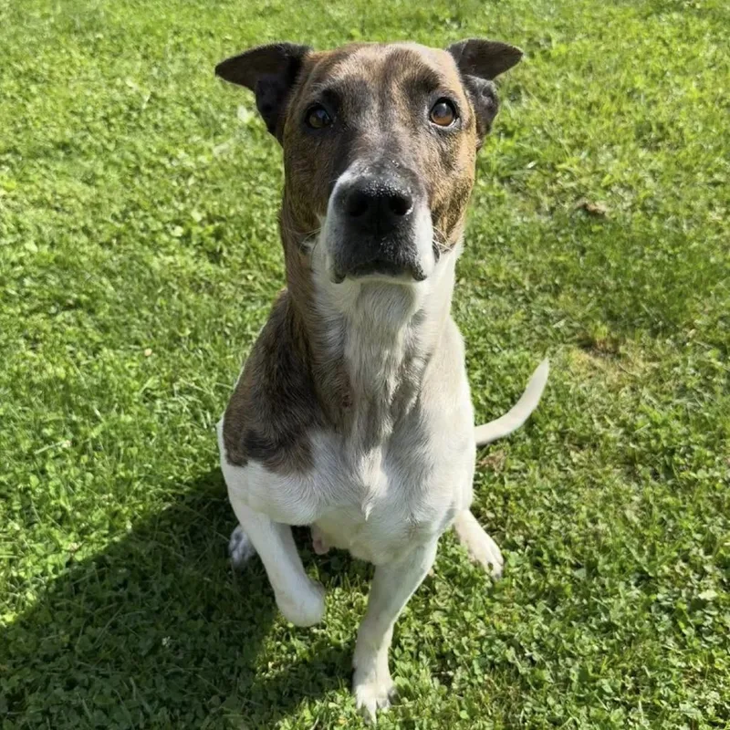 A senior medium-sized female White / Cream Pit Bull Terrier dog named Whitleigh for adoption in Shinnston, WV