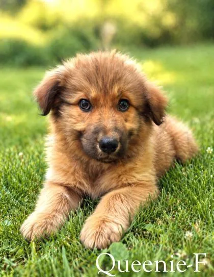 An adult small-sized female Great Pyrenees dog named Queenie for adoption in Guntersville, AL