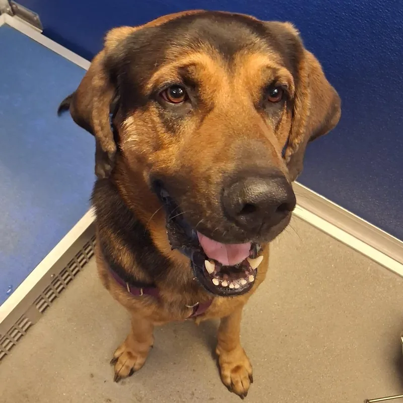 An adult large-sized male Bloodhound dog named Max for adoption in Murray, UT