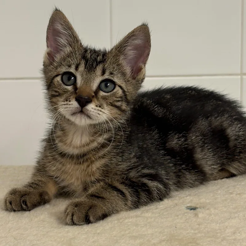 A baby small-sized male Tabby (Brown / Chocolate) Domestic Short Hair cat named Chevy for adoption in Boca Raton, FL