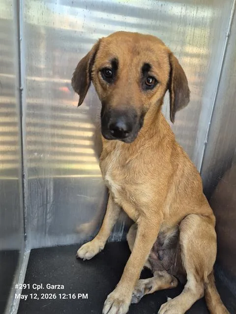A young medium-sized female Hound dog named Pancake for adoption in San Antonio, TX
