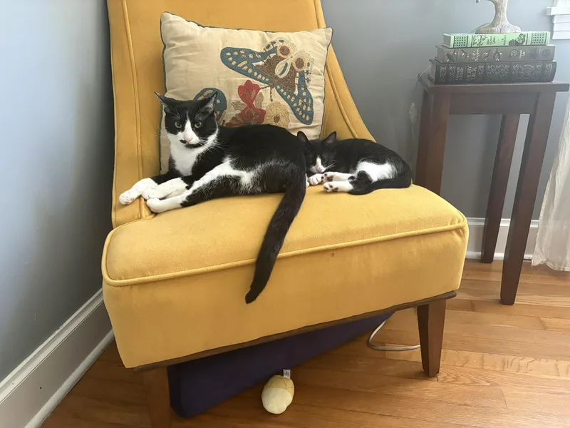 A baby small-sized male Black & White / Tuxedo Domestic Short Hair cat named Sylvester & Marty for adoption in Nashville, TN
