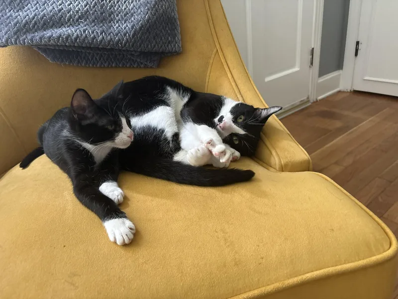 Sylvester & Marty thumbnail 3