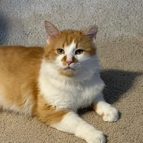 Rupert