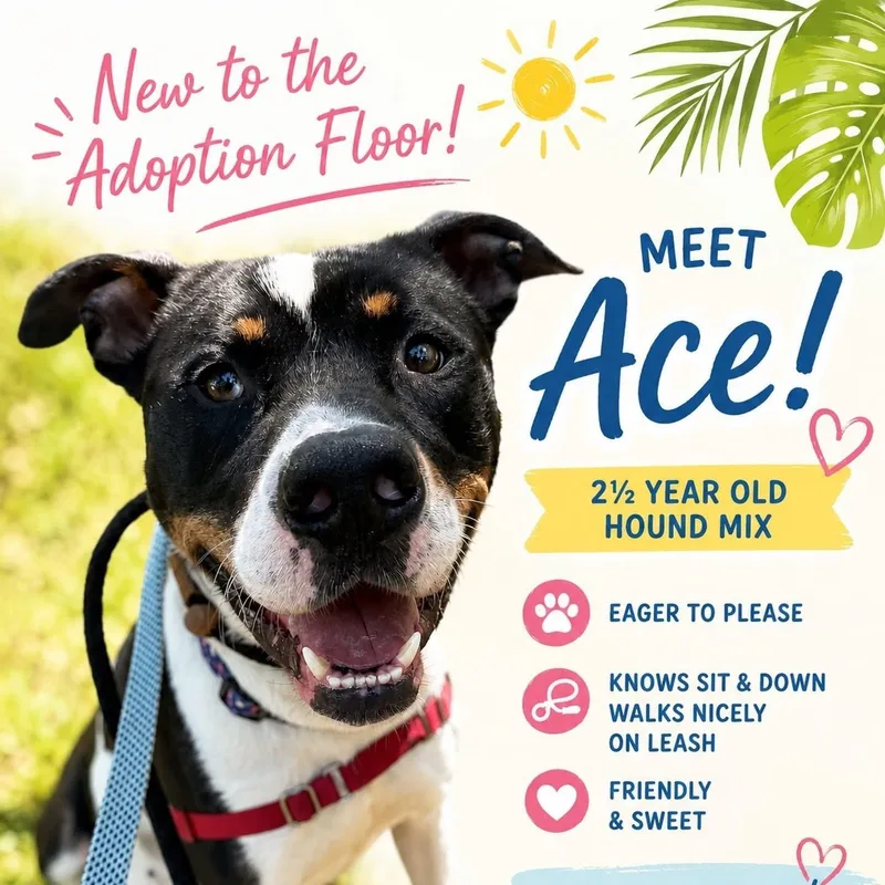 An adult large-sized male Tricolor (Brown, Black, & White) Hound dog named Ace for adoption in Jackson, NJ