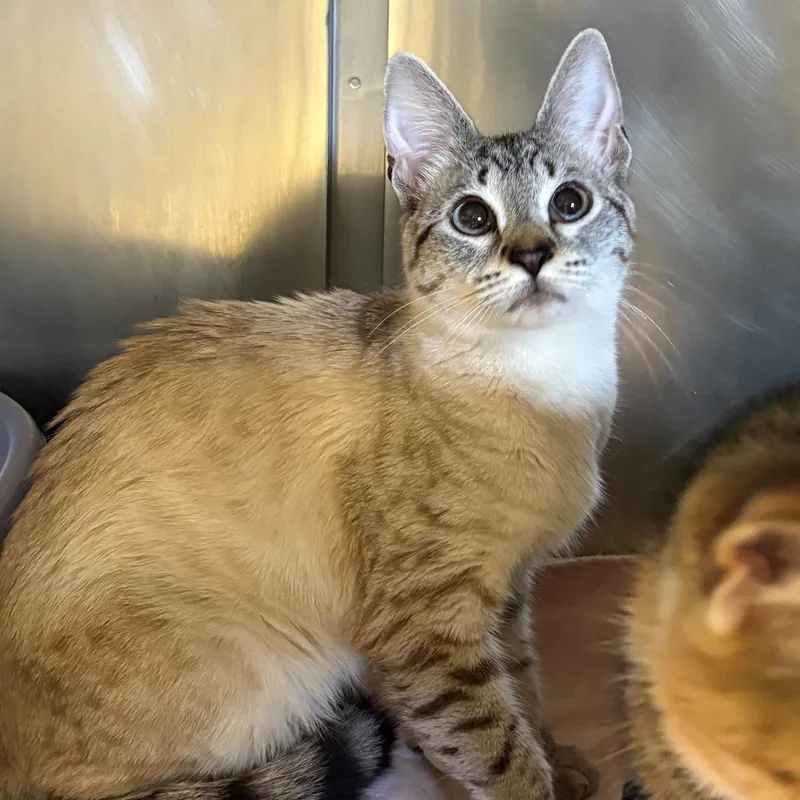 A young small-sized female Gray / Blue / Silver Siamese cat named Hinata for adoption in Chehalis, WA
