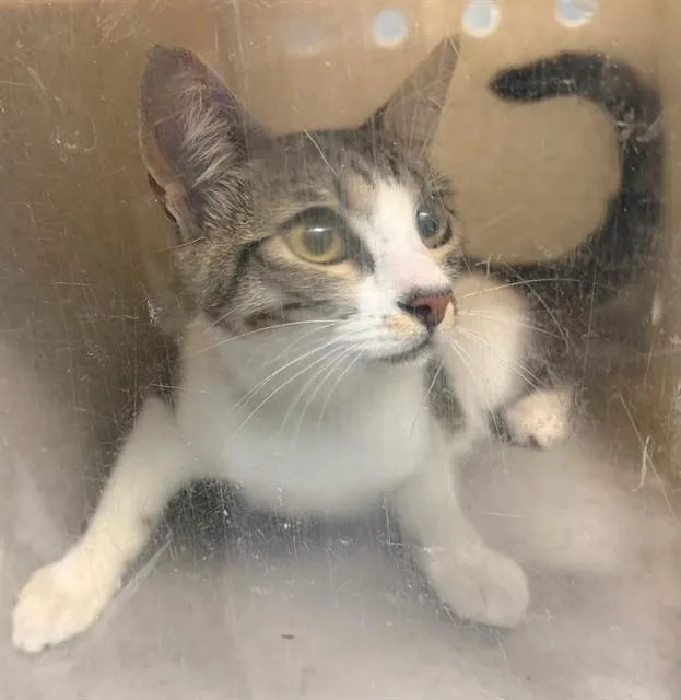 A young medium-sized female Domestic Medium Hair cat named Mona for adoption in Baldwin Park, CA