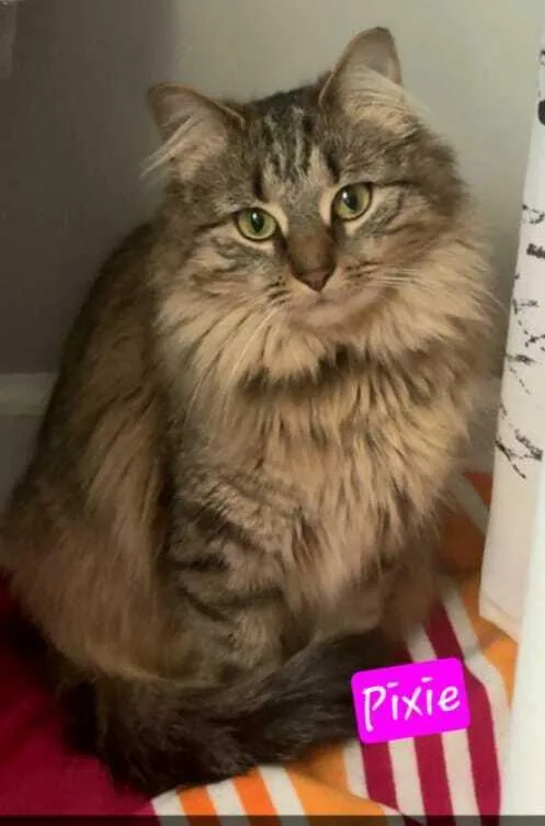 An adult medium-sized female Tabby (Brown / Chocolate) Domestic Long Hair cat named Pixie for adoption in Jessup, MD