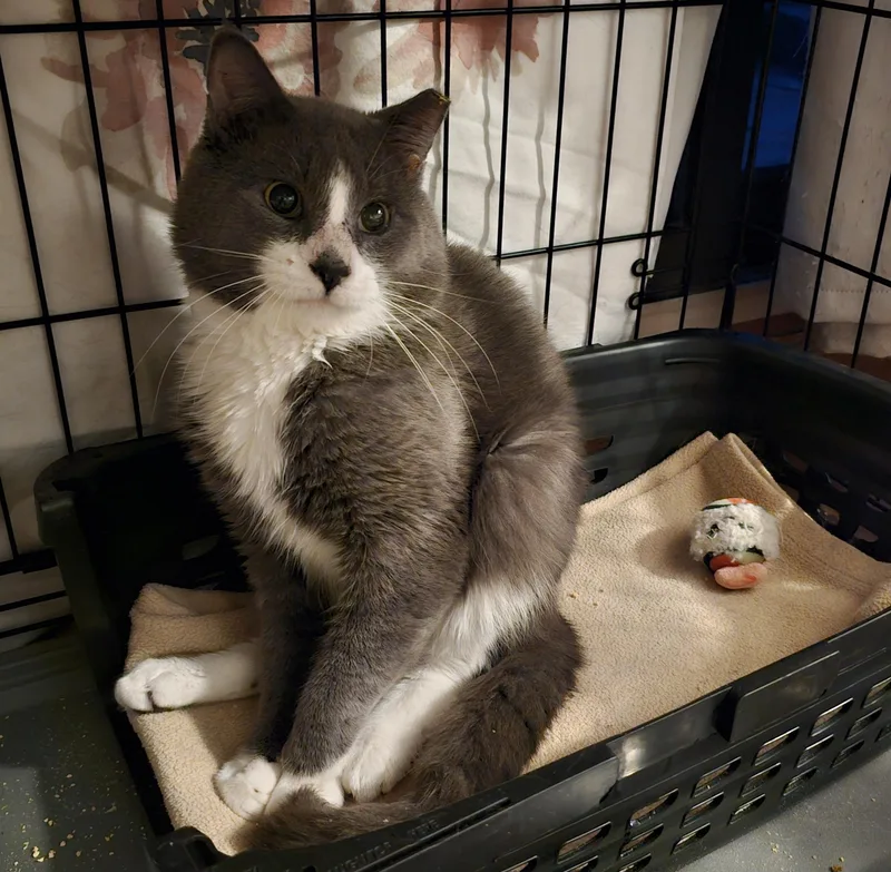 A young medium-sized male Gray & White Domestic Short Hair cat named Bagel for adoption in Ridgefield, CT