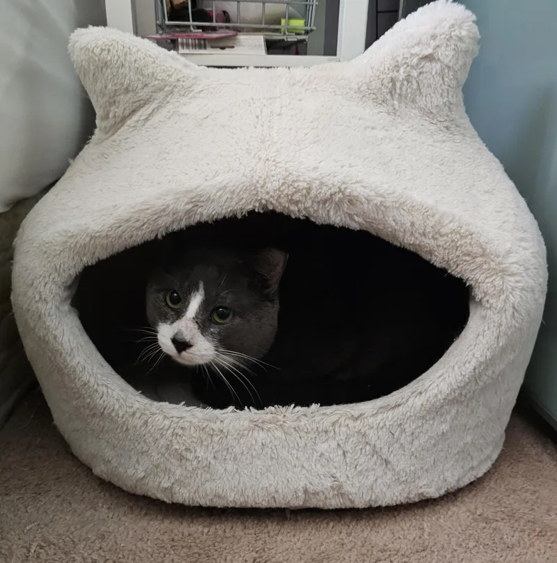 Bagel thumbnail 2