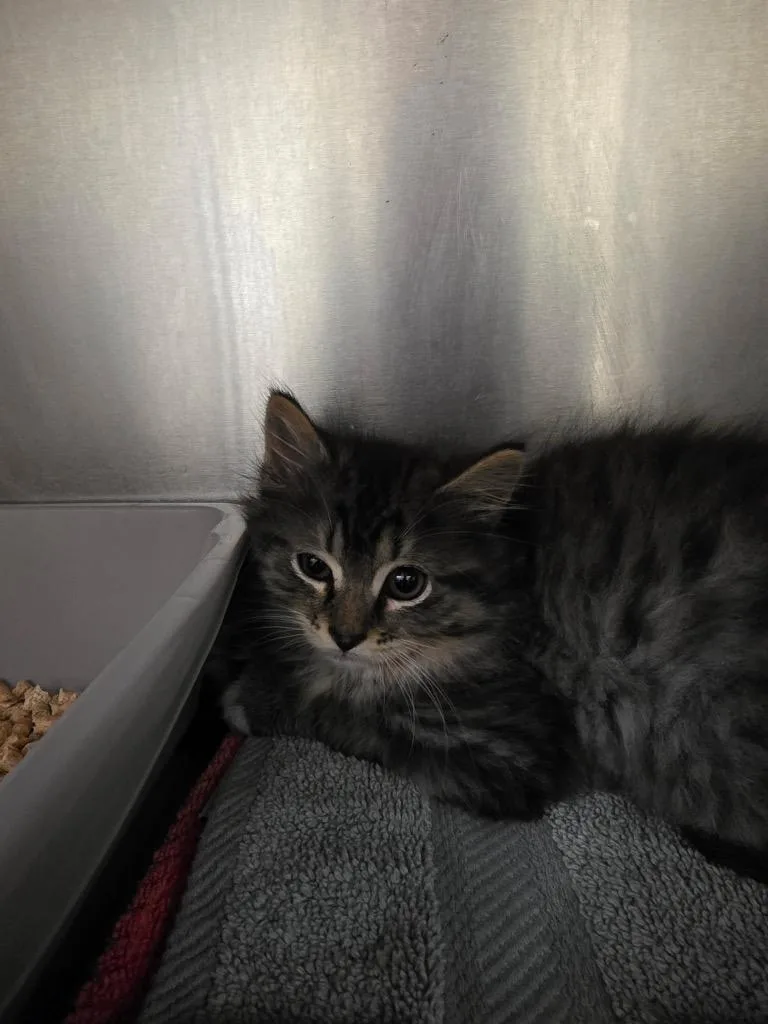 A baby small-sized female Domestic Long Hair cat named Esmeralda for adoption in Meriden, CT