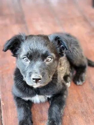 A baby small-sized female Australian Shepherd dog named Rowen for adoption in Divide, CO