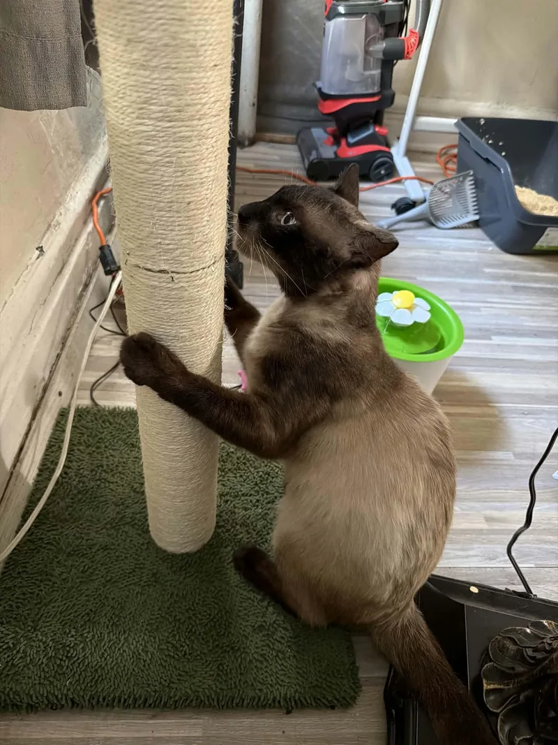 An adult medium-sized male Siamese cat named Sammi the Siamese for adoption in South Richmond, NY