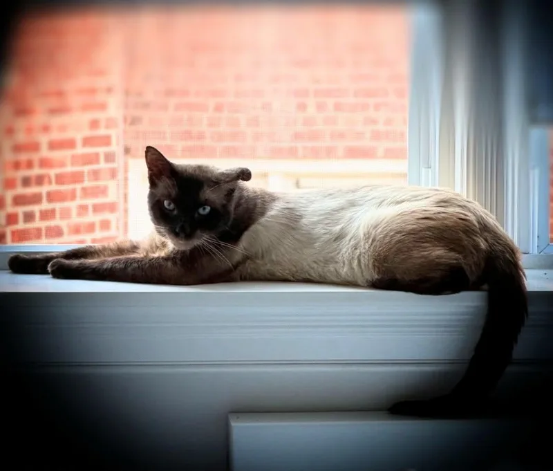 Sammi the Siamese thumbnail 2