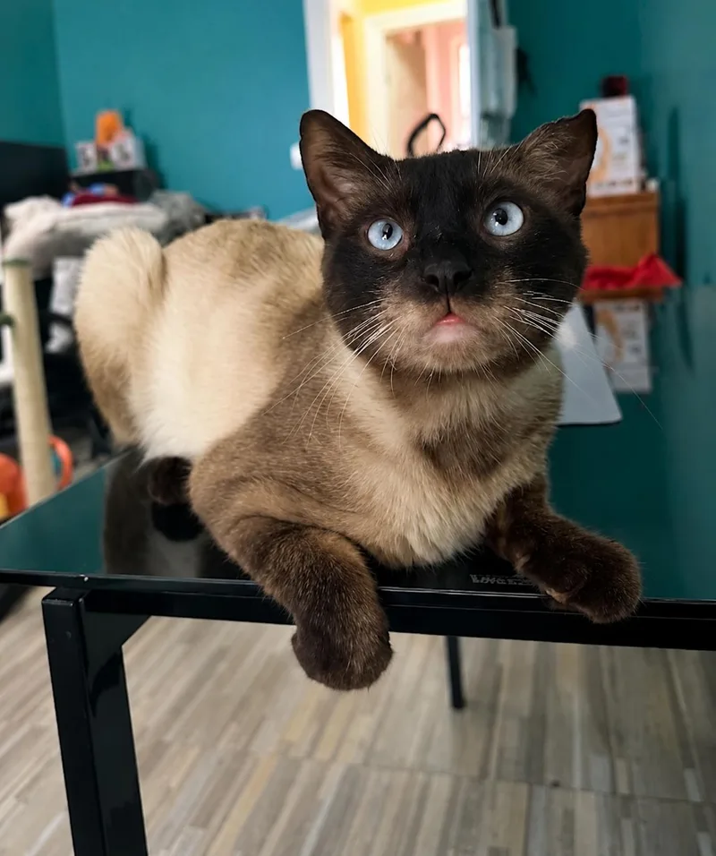 Sammi the Siamese thumbnail 3