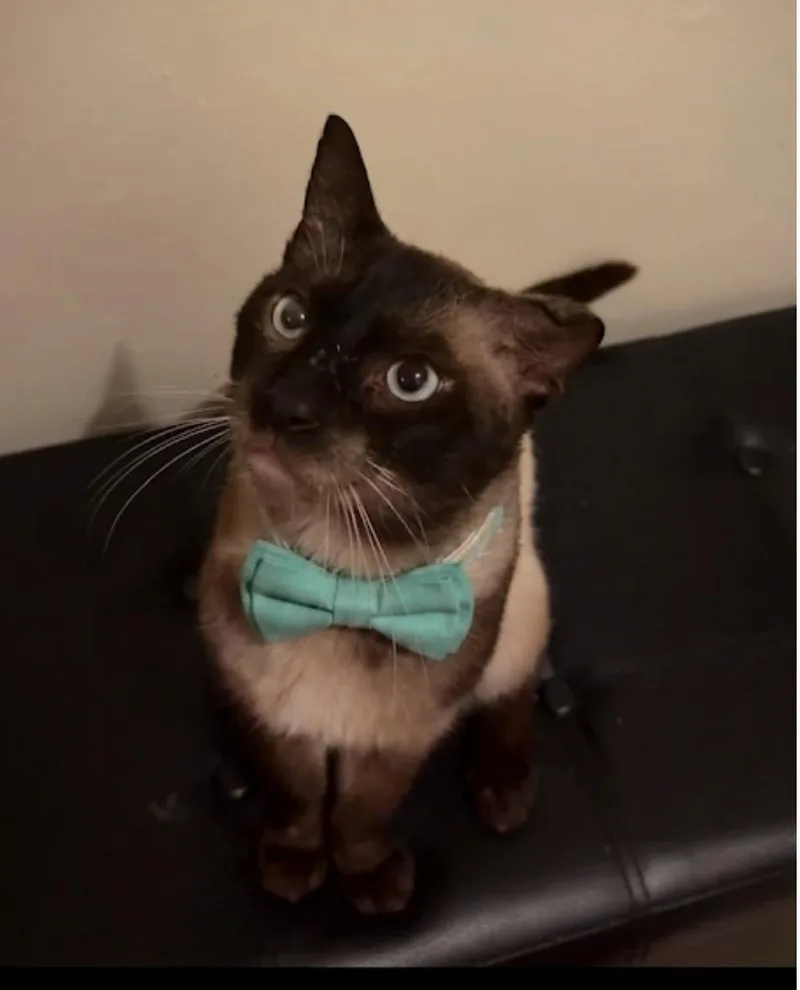 Sammi the Siamese thumbnail 4