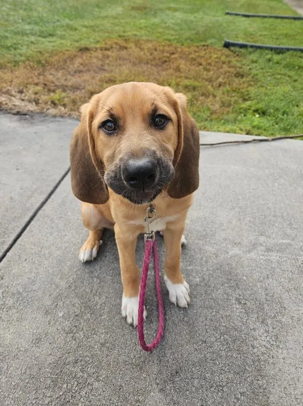 A baby medium-sized female Hound dog named Honey for adoption in Morristown, TN