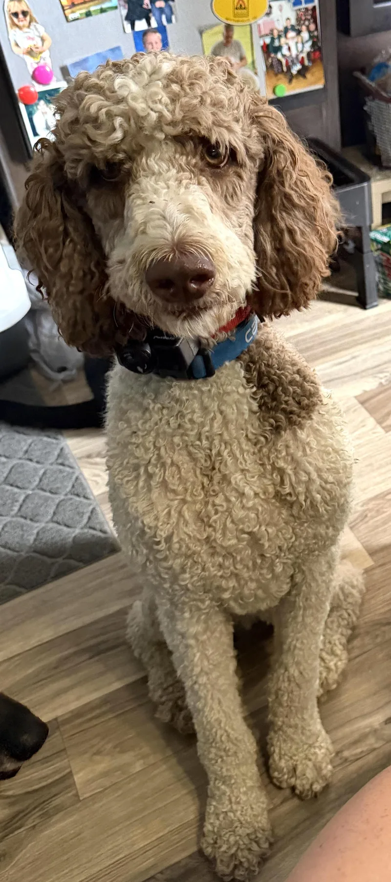 An adult medium-sized female White / Cream Standard Poodle dog named Rodeo for adoption in Mount Airy, NC