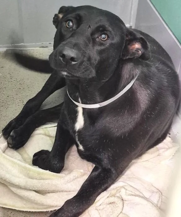 An adult medium-sized male Labrador Retriever dog named Teddy for adoption in Houston, TX
