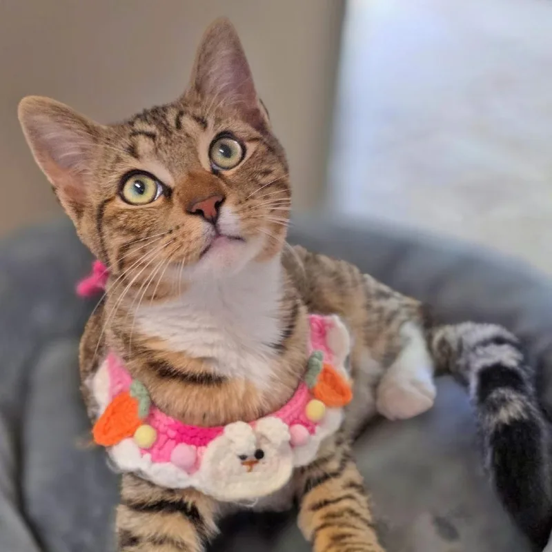 A young medium-sized male Brown / Chocolate Domestic Short Hair cat named Katza for adoption in Galveston, TX