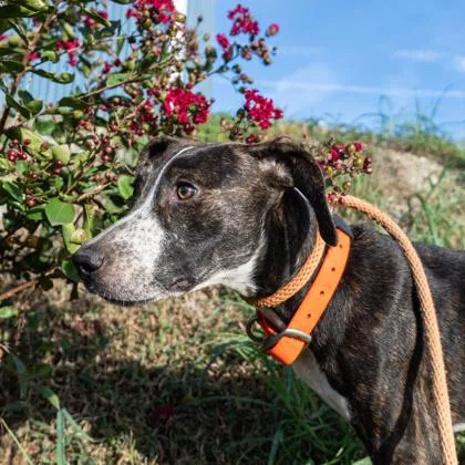 A baby medium-sized female Mixed Breed dog named Star for adoption in Yellville, AR