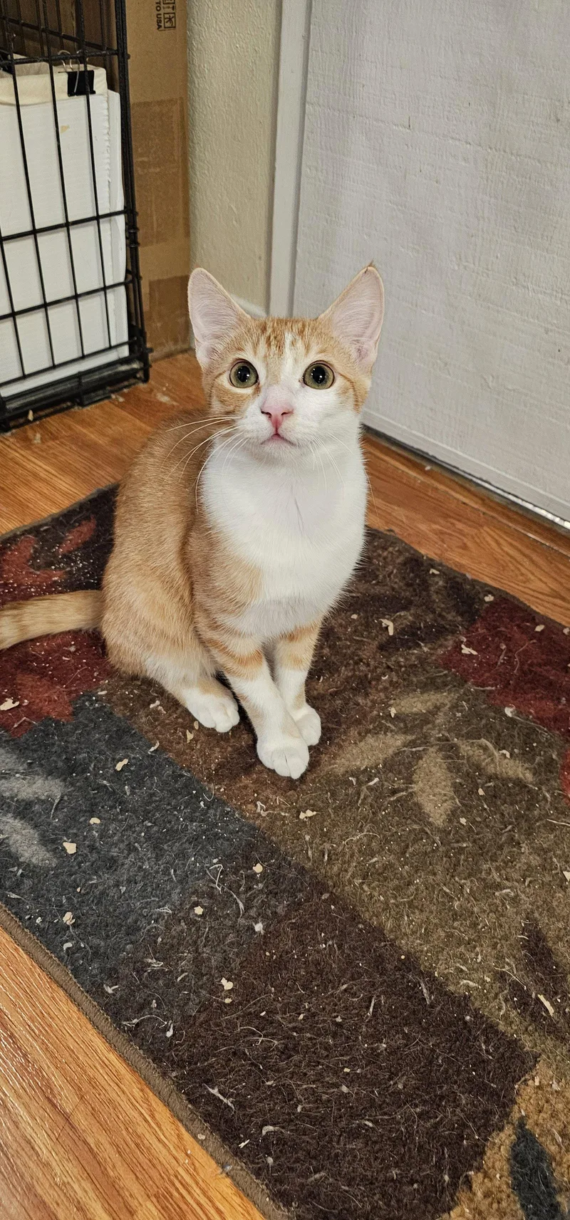 A young small-sized male Orange & White Domestic Short Hair cat named Highlander for adoption in Mission Viejo, CA