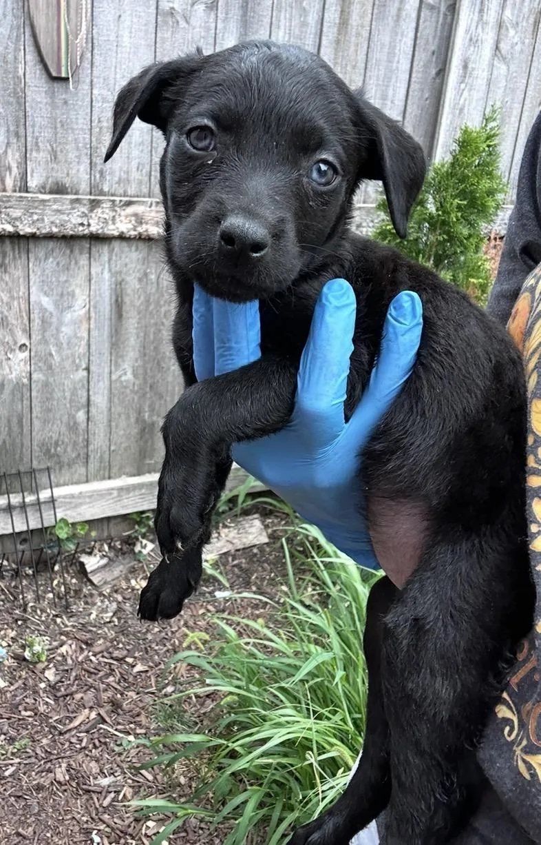 A baby medium-sized female Black Labrador Retriever dog named Kennex Ki for adoption in Wonder Lake, IL