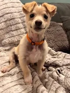 A baby small-sized male Terrier dog named Triscuit for adoption in Santa Cruz, CA