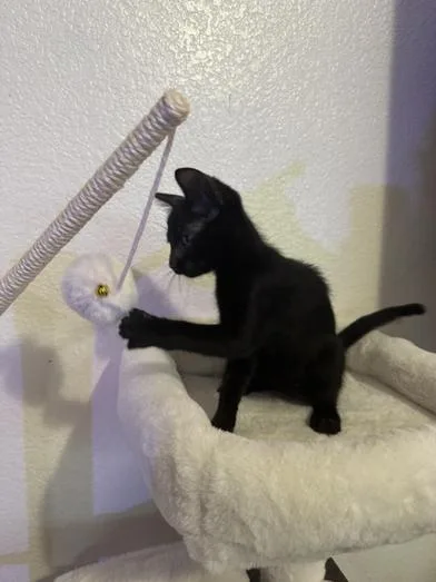 A baby small-sized male Black Domestic Short Hair cat named Harry for adoption in Liverpool, TX