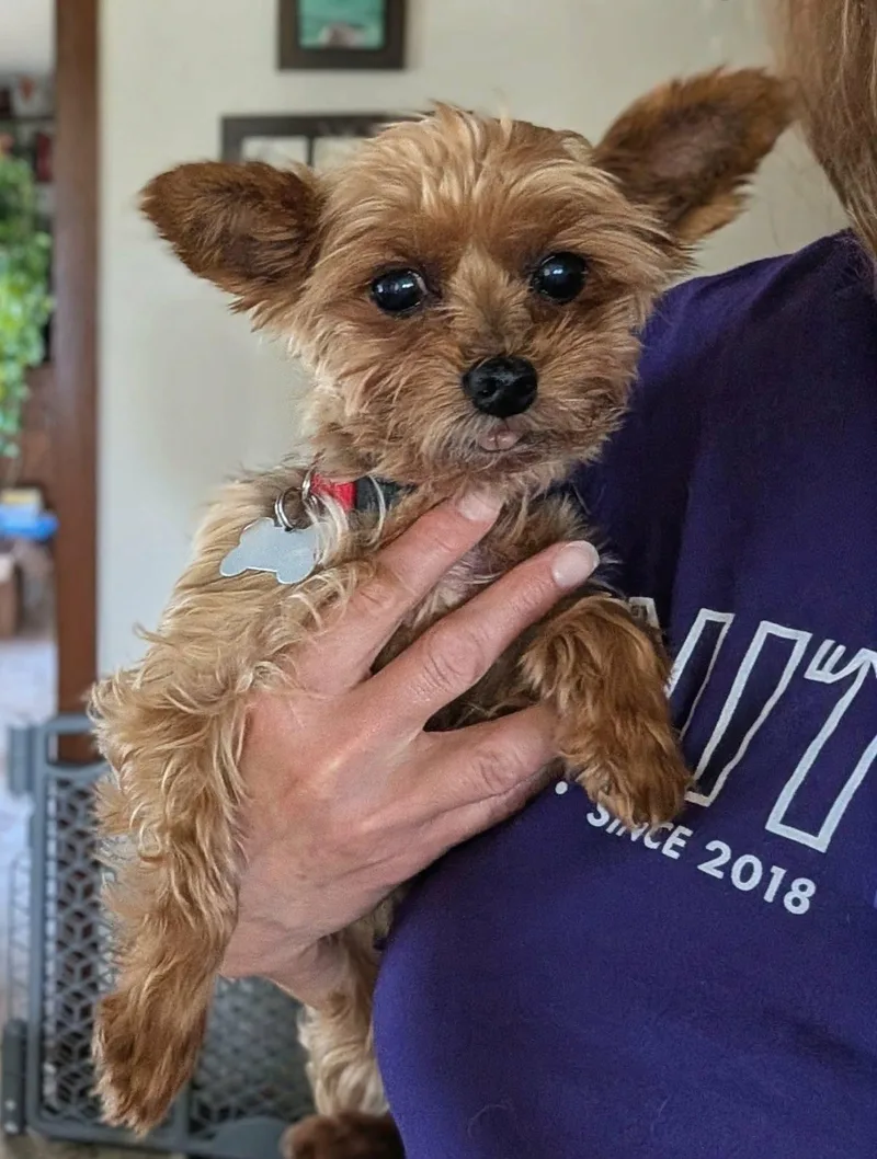 A senior small-sized female Yorkshire Terrier dog named Winky for adoption in Whitewater, WI