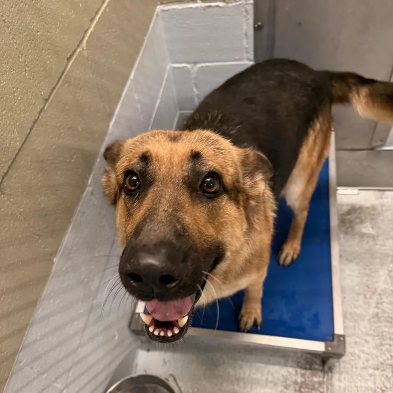 A young large-sized male Black German Shepherd Dog dog named Boo for adoption in Bastrop, TX
