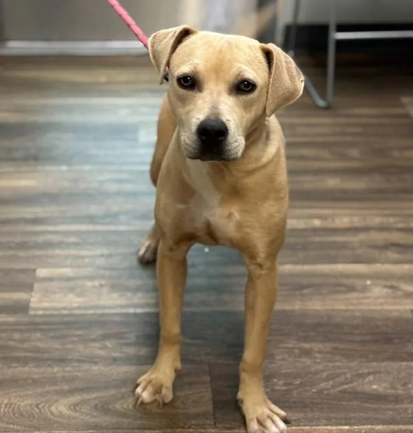 A young medium-sized female Labrador Retriever dog named Mel for adoption in San Diego, CA